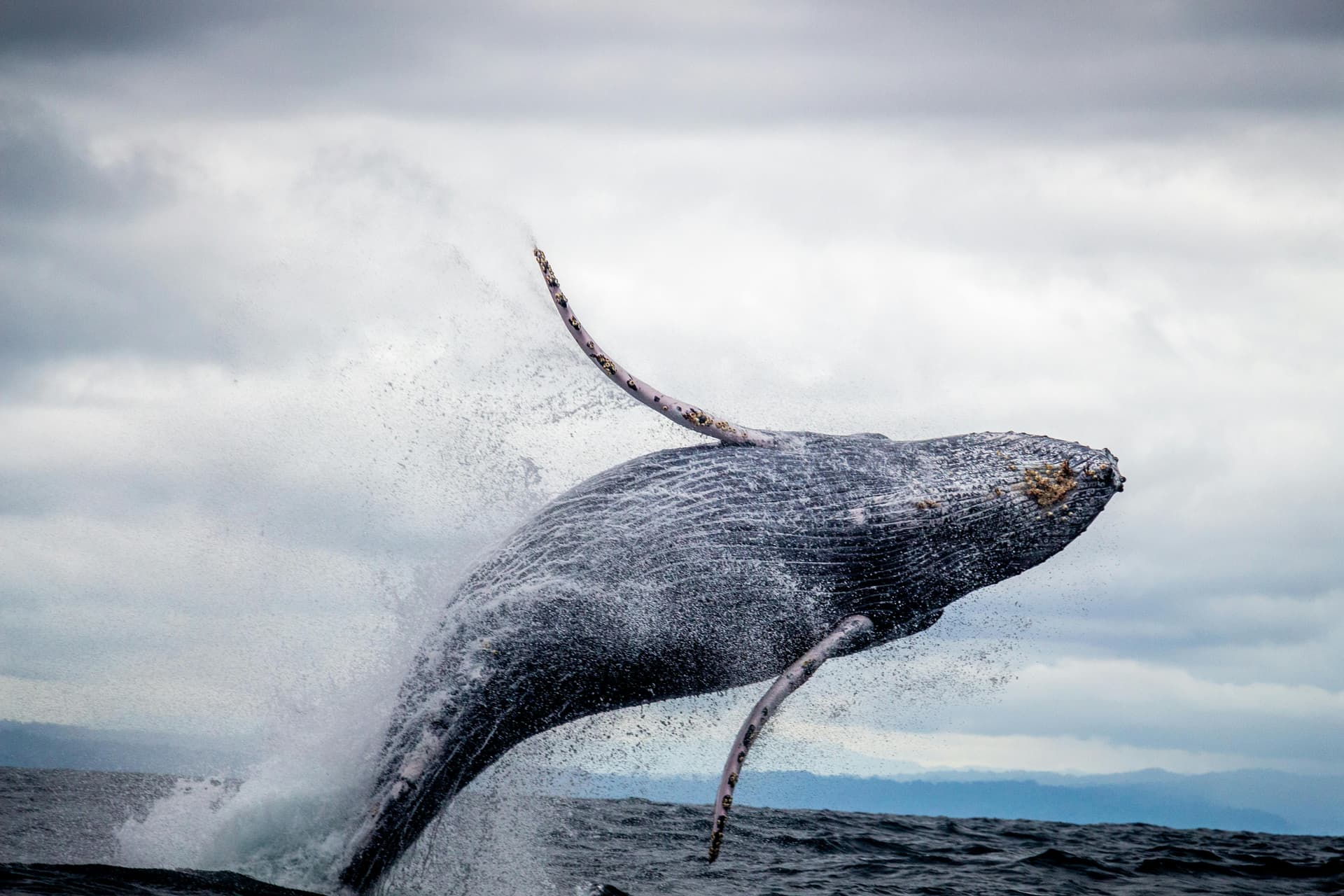 Blue Whale Facts: Size, Weight, Diet & More